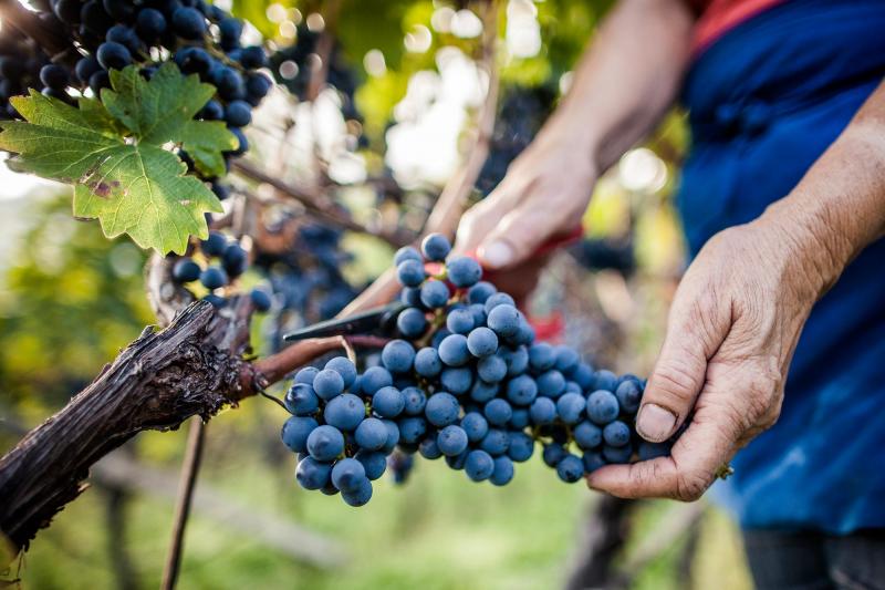 La vendemmia in autunno