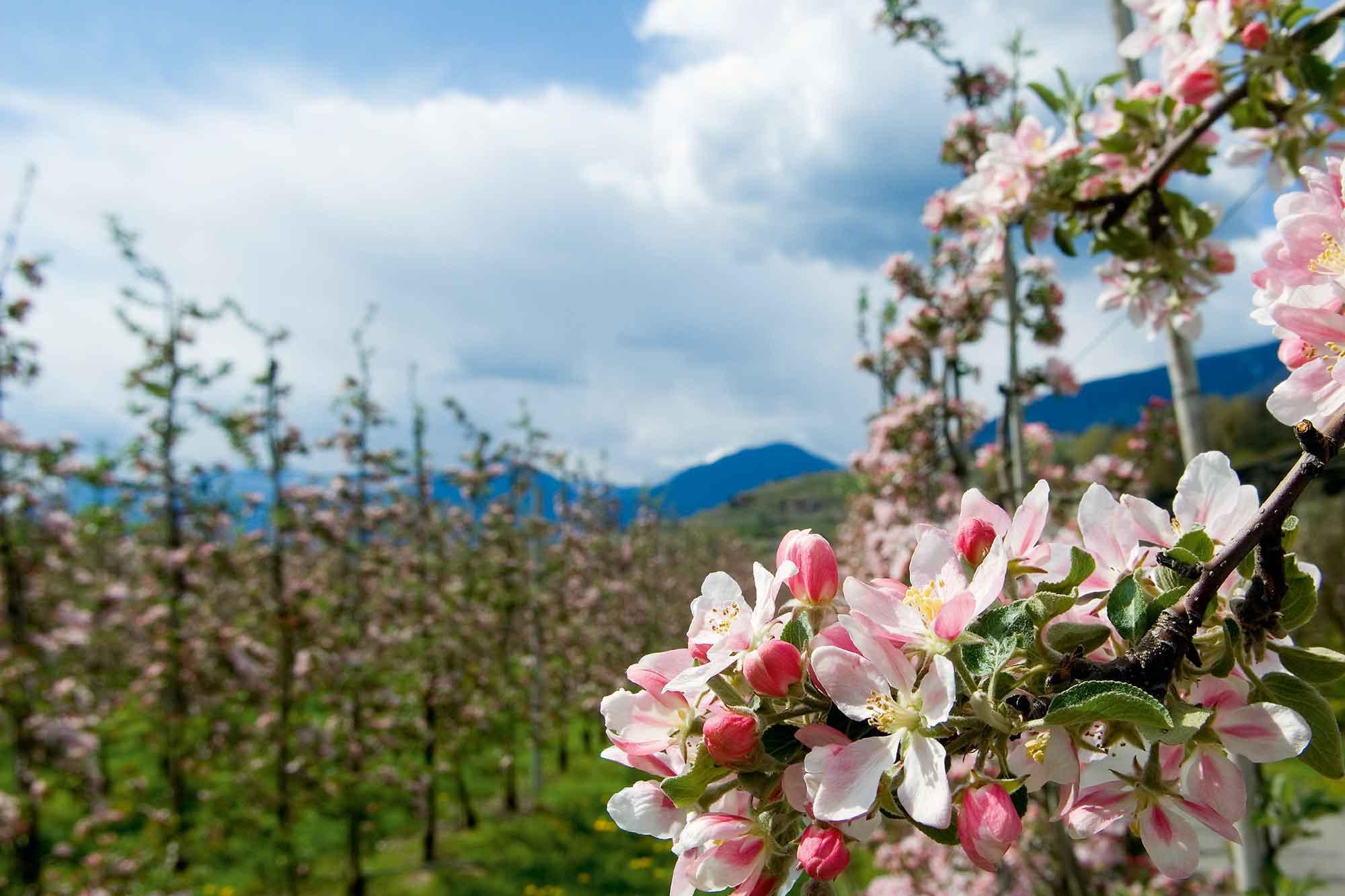 Obstwiesen blühen im Frühling